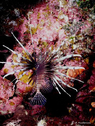 Lionfish in the Bahamas??? Yep this photo was taken at Mi... by Steven Anderson 
